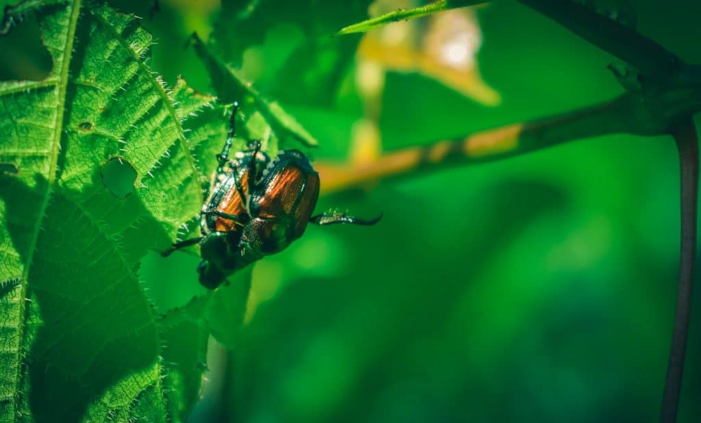 Why Do Animals Mate So Fast? (5 Reasons Why)