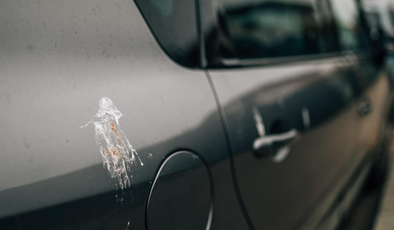 Why Do Birds Poop On Cars? (9 Revealing Reasons)