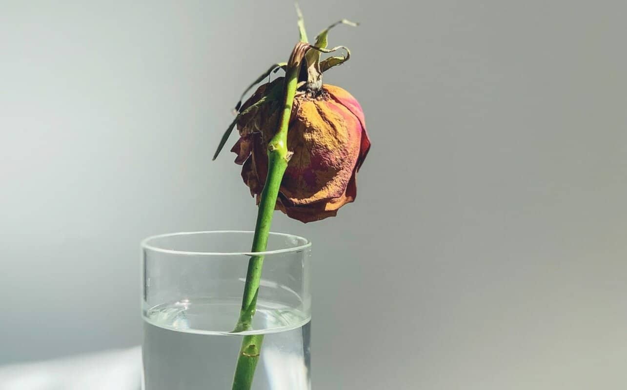 Why Do Roses Die So Fast? (9 Reasons Why)