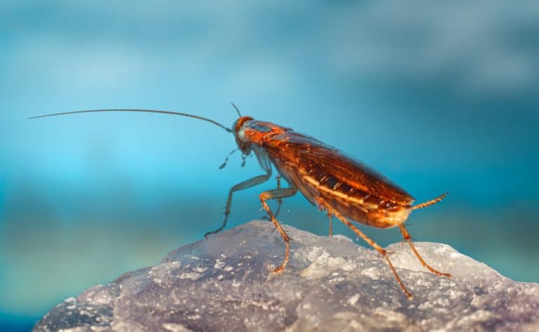 Why Do Cockroaches Exist? (9 Revealing Reasons)
