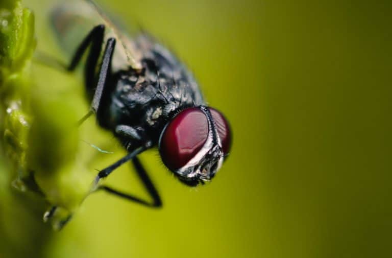 Why Do Flies Exist? (9 Reasons Why) VeryInformed