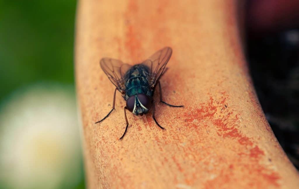4 Reasons Why Flies Rub Their Hands Together