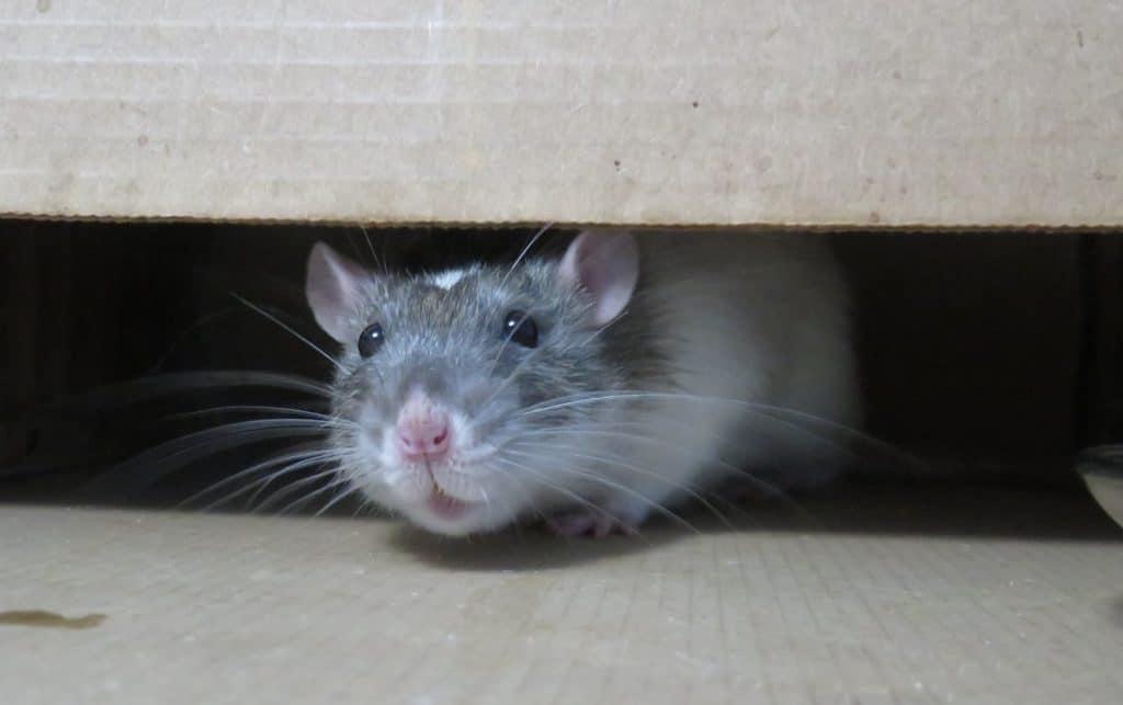 Why Do Rats Exist? (9 Reasons Why) VeryInformed