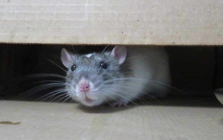 Why Do Rats Exist? (9 Reasons Why) | VeryInformed