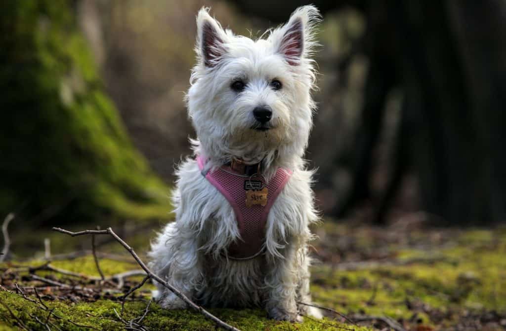 Why Westies Are The Worst Dogs? (11 Reasons Why)