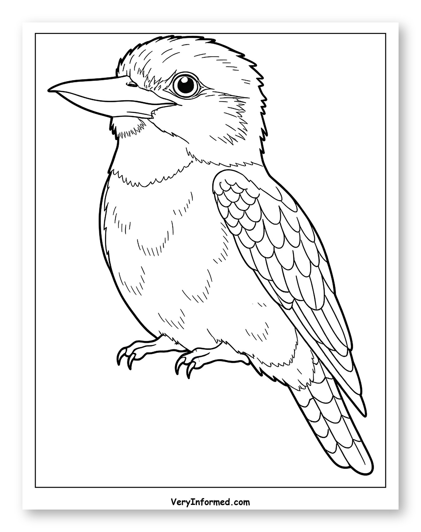 Kookaburra Bird Outline Coloring Sheet for Toddlers