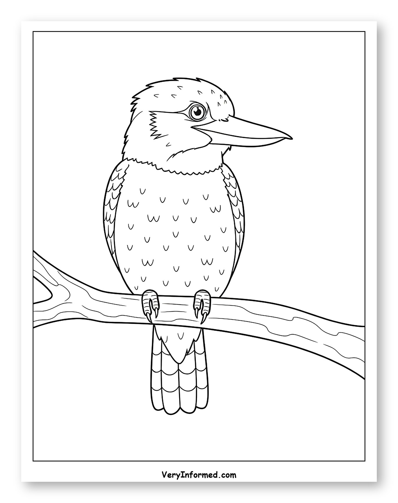 Kookaburra Bird Perched on a Branch