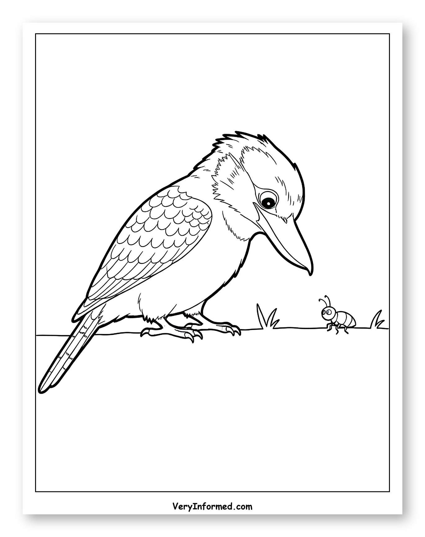 Kookaburra Observing a Small Ant