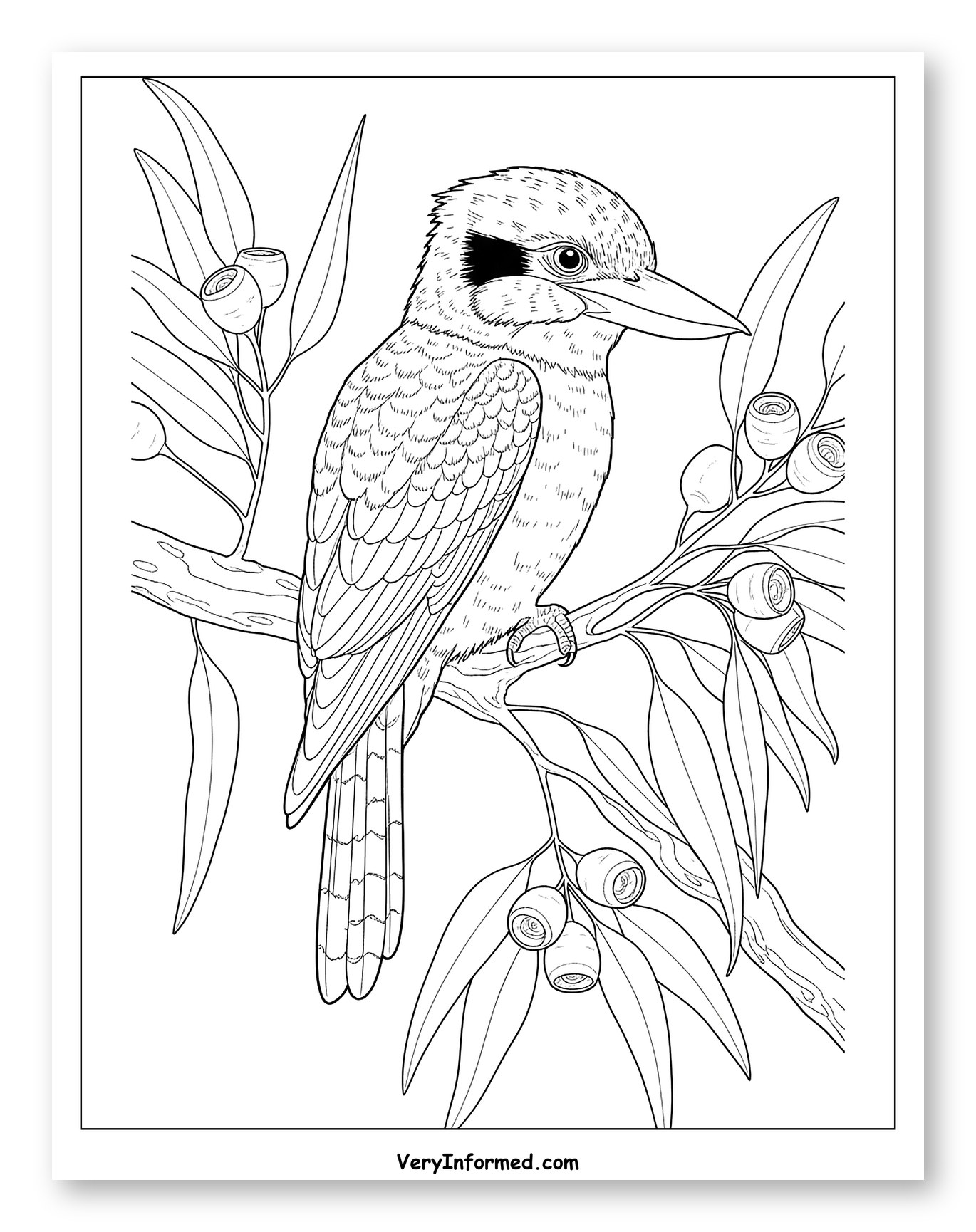 Kookaburra on a Eucalyptus Branch Coloring Sheet for Adults