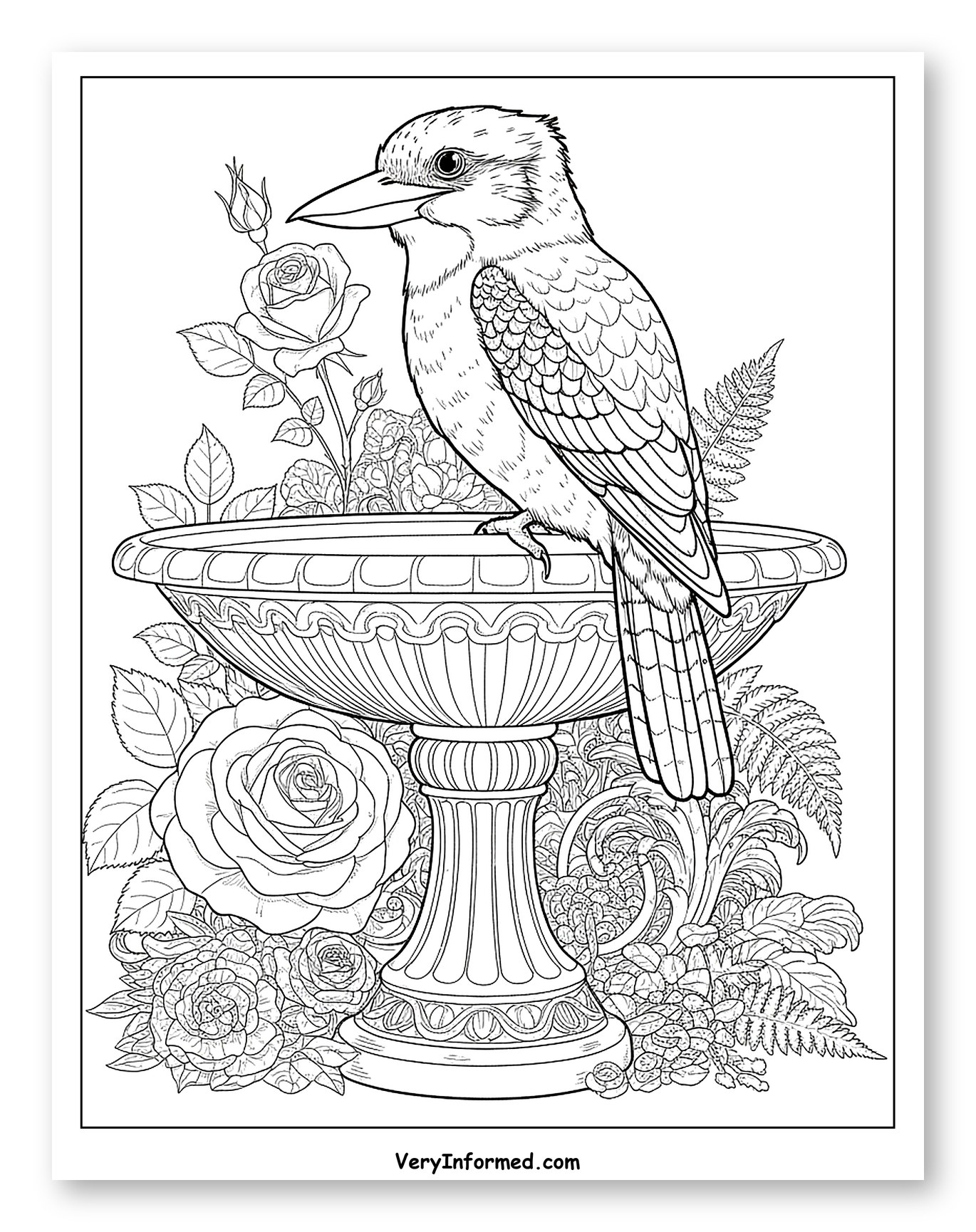 Kookaburra on Birdbath with Roses and Ferns Coloring Page for Adults