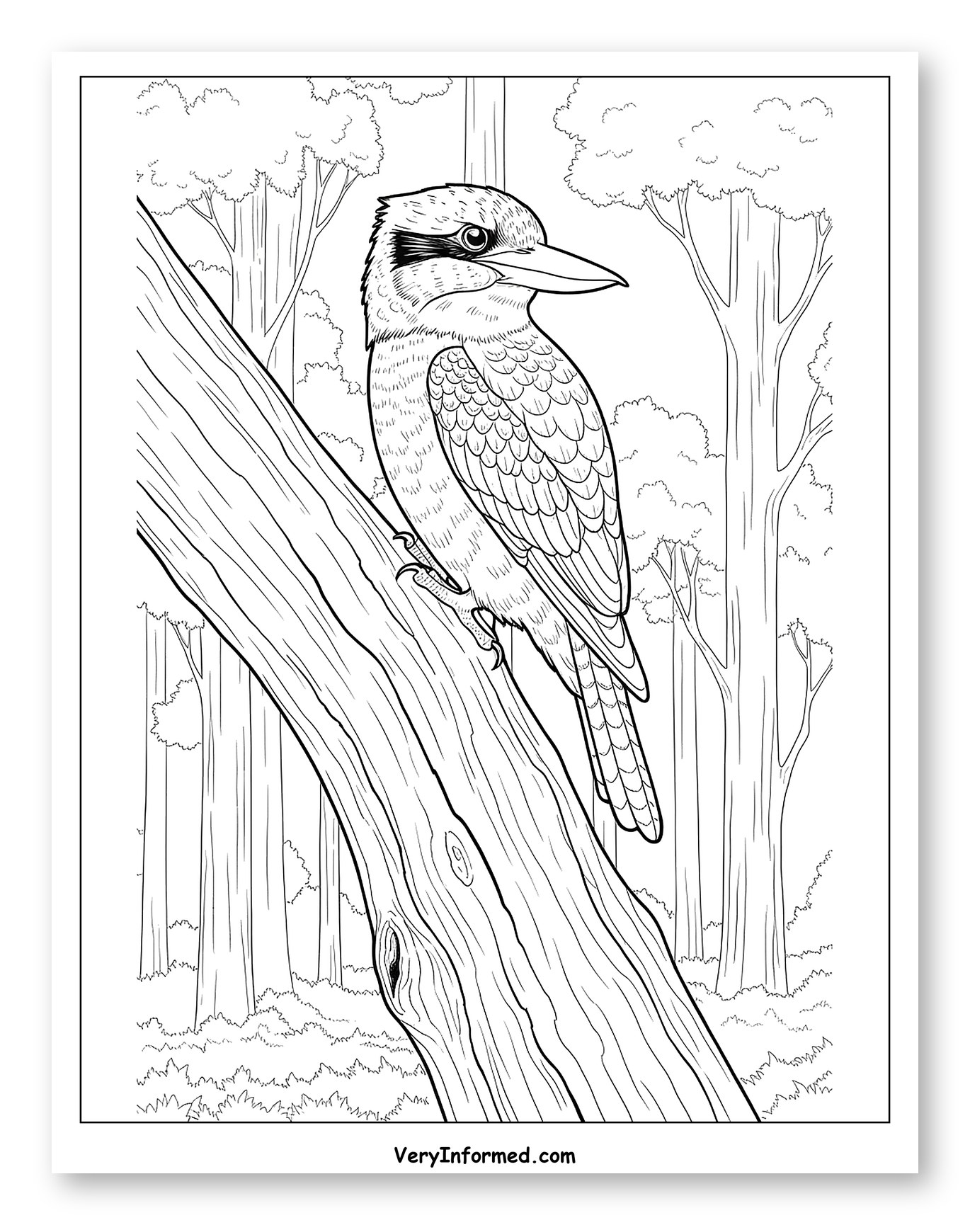 Kookaburra Perched on a Tree Branch to Color for Adults
